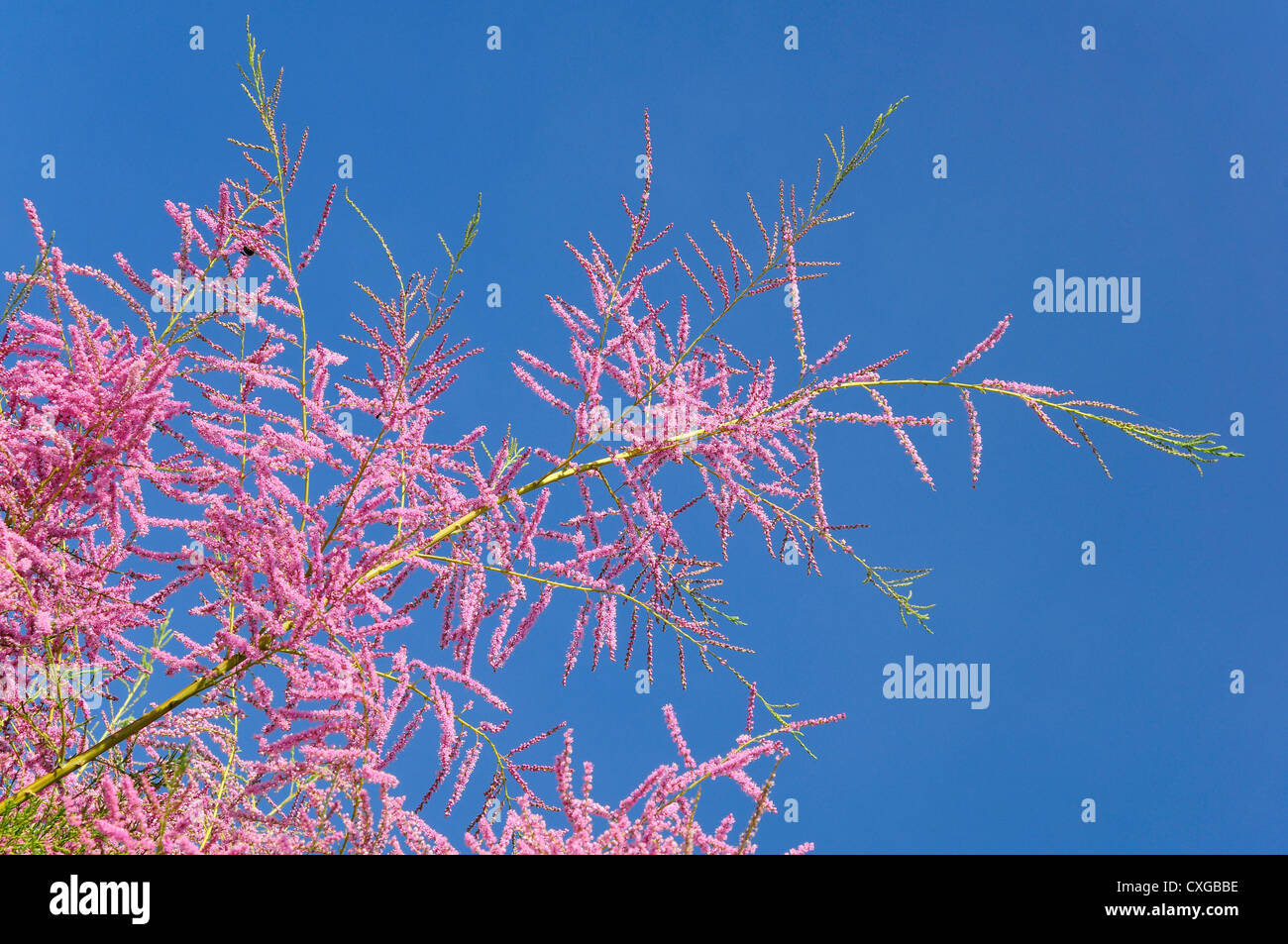 Blüte auf Ästen eines Baumes Tamariske auf blauen Himmelshintergrund Stockfoto