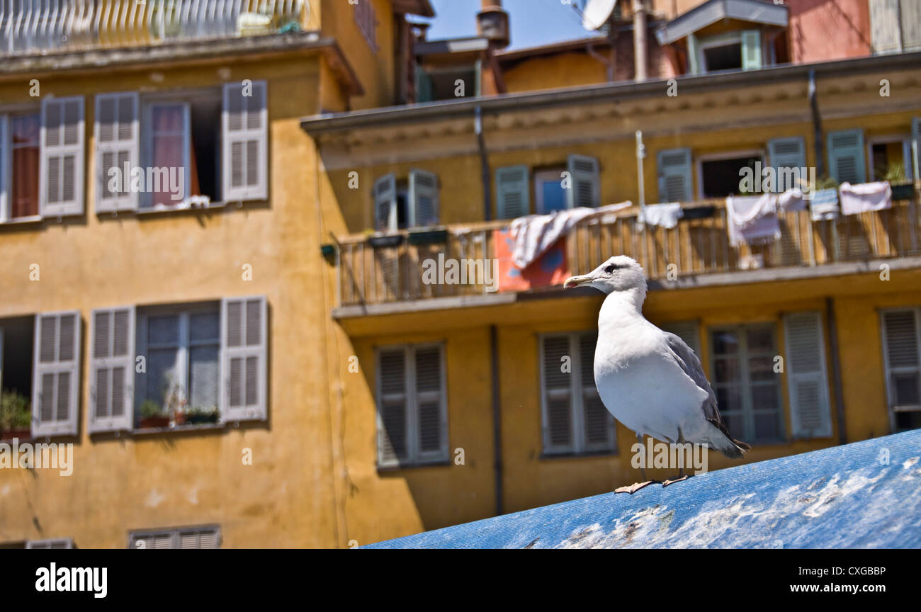 Möwe auf dem Fischmarkt in der Altstadt von Nizza - Frankreich Stockfoto