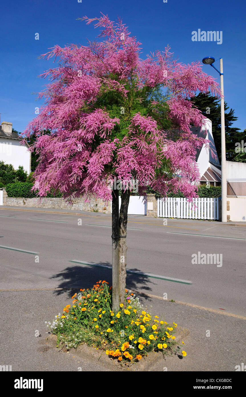 Tamarix Baum blüht in der Bretagne in Frankreich Stockfoto