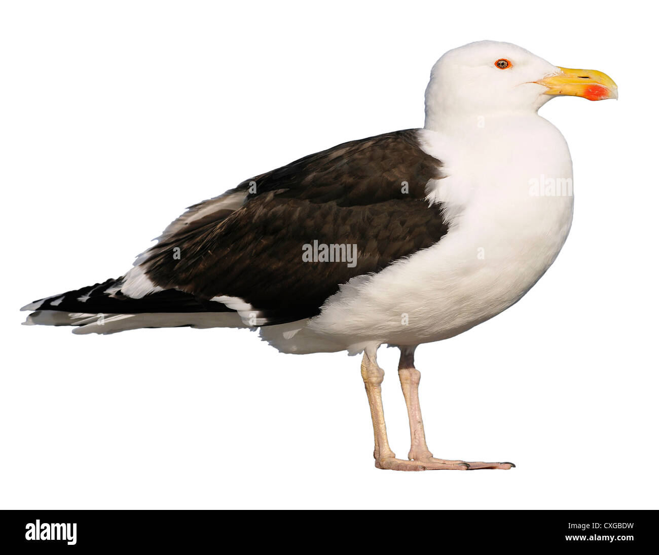 Große Black-backed Gull (Larus Marinus), Profil, isoliert auf weißem Hintergrund angezeigt Stockfoto