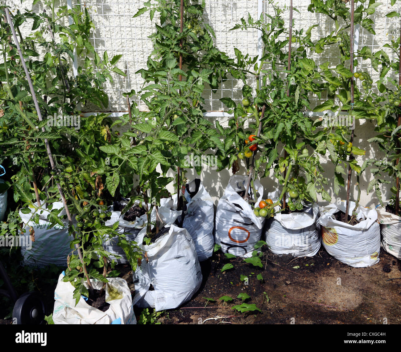 Anbau von Tomaten im Kunststoff-Tragetaschen im Garten England Stockfoto