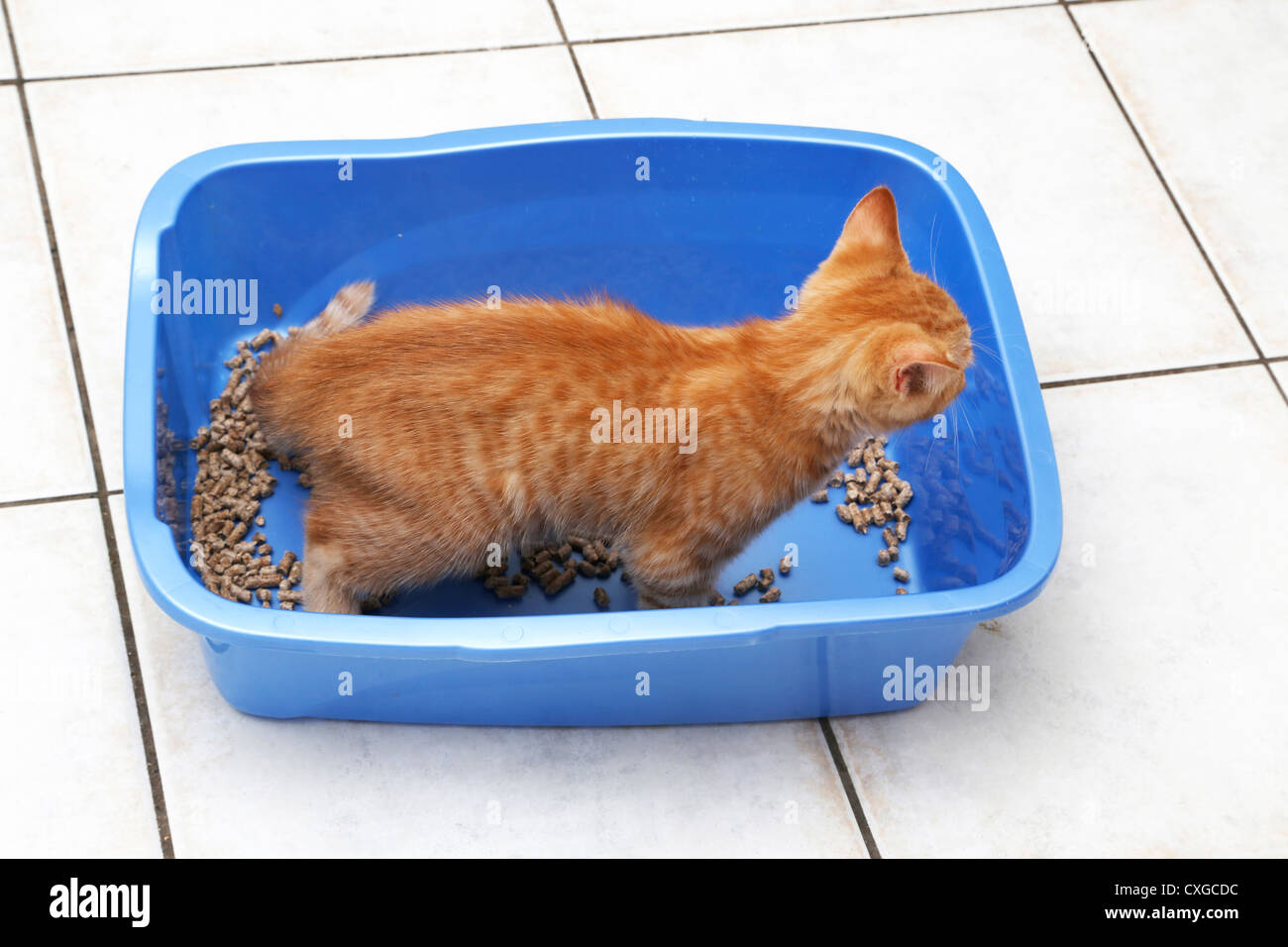 Ginger Kitten im Katzenklo Stockfoto
