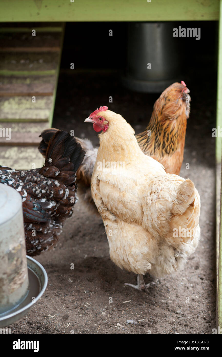 Drei Hühner in einem Hinterhof-Koop. Stockfoto