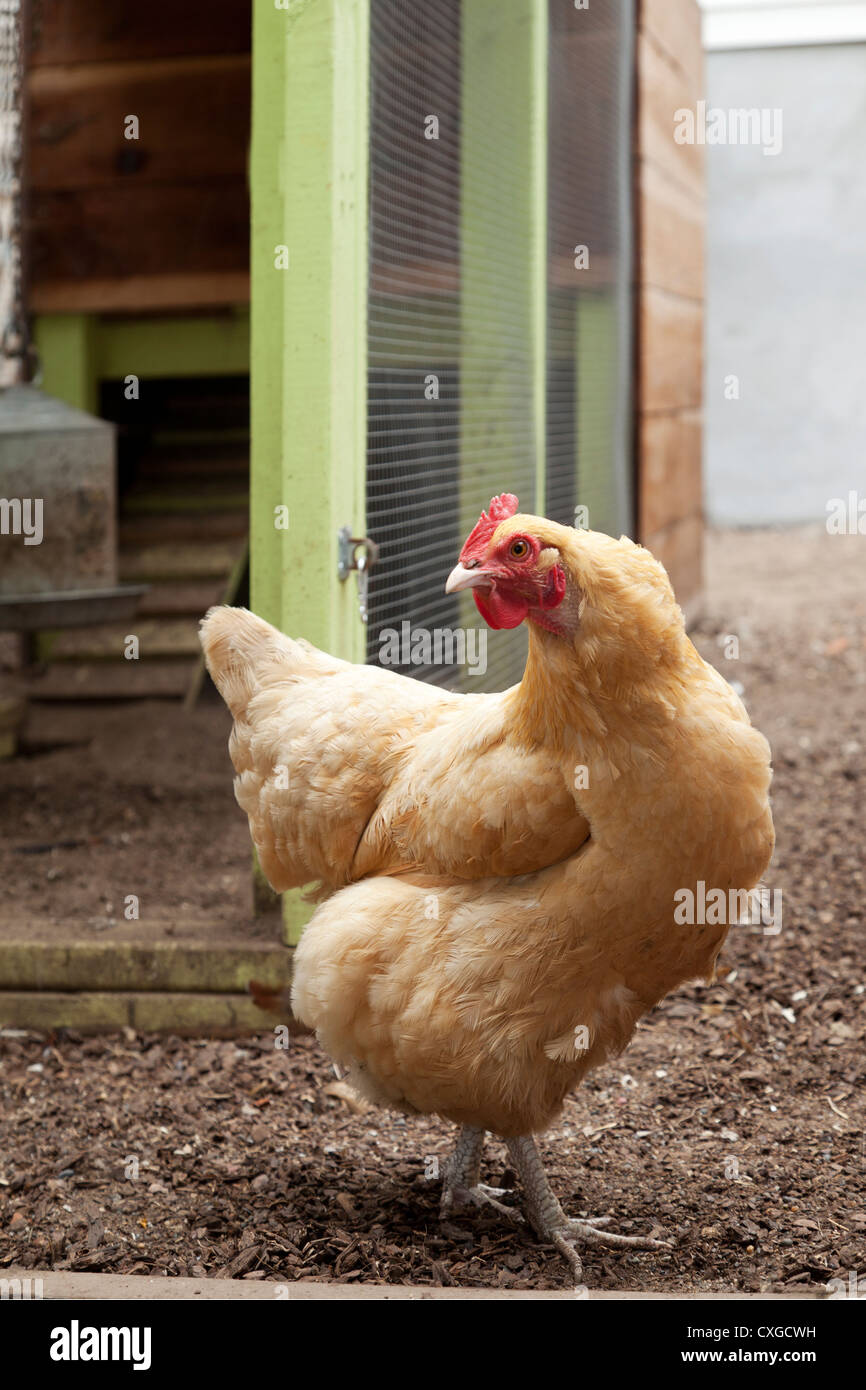 Ein goldenes Huhn in einem Hinterhof-Hühnerstall. Stockfoto