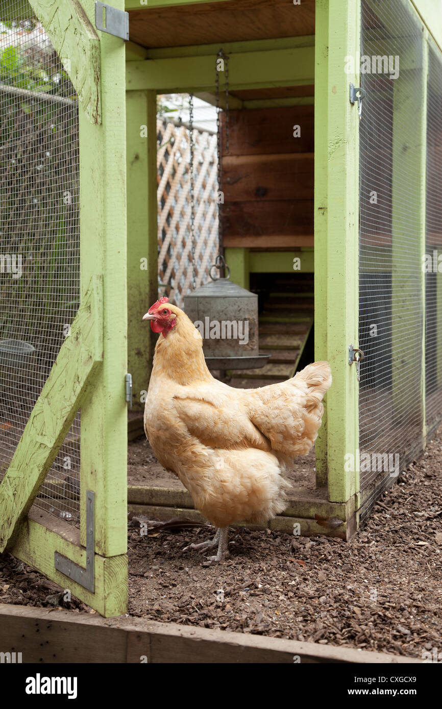 Ein goldenes Huhn in einem Hinterhof-Hühnerstall. Stockfoto
