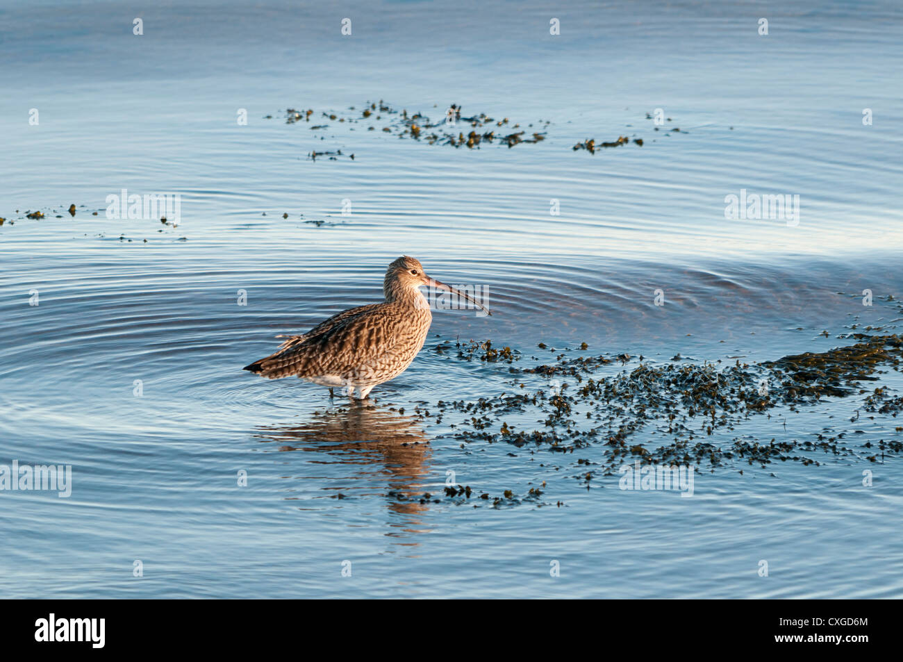 Brachvogel in Ufernähe auf der East Coast of Kintyre Stockfoto