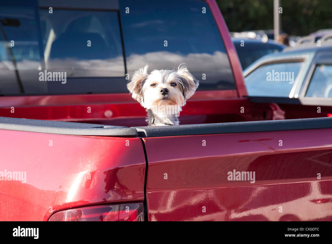 Niedlichen kleinen Hund spähte aus roten Pickup-Truck Bed, USA Stockfoto