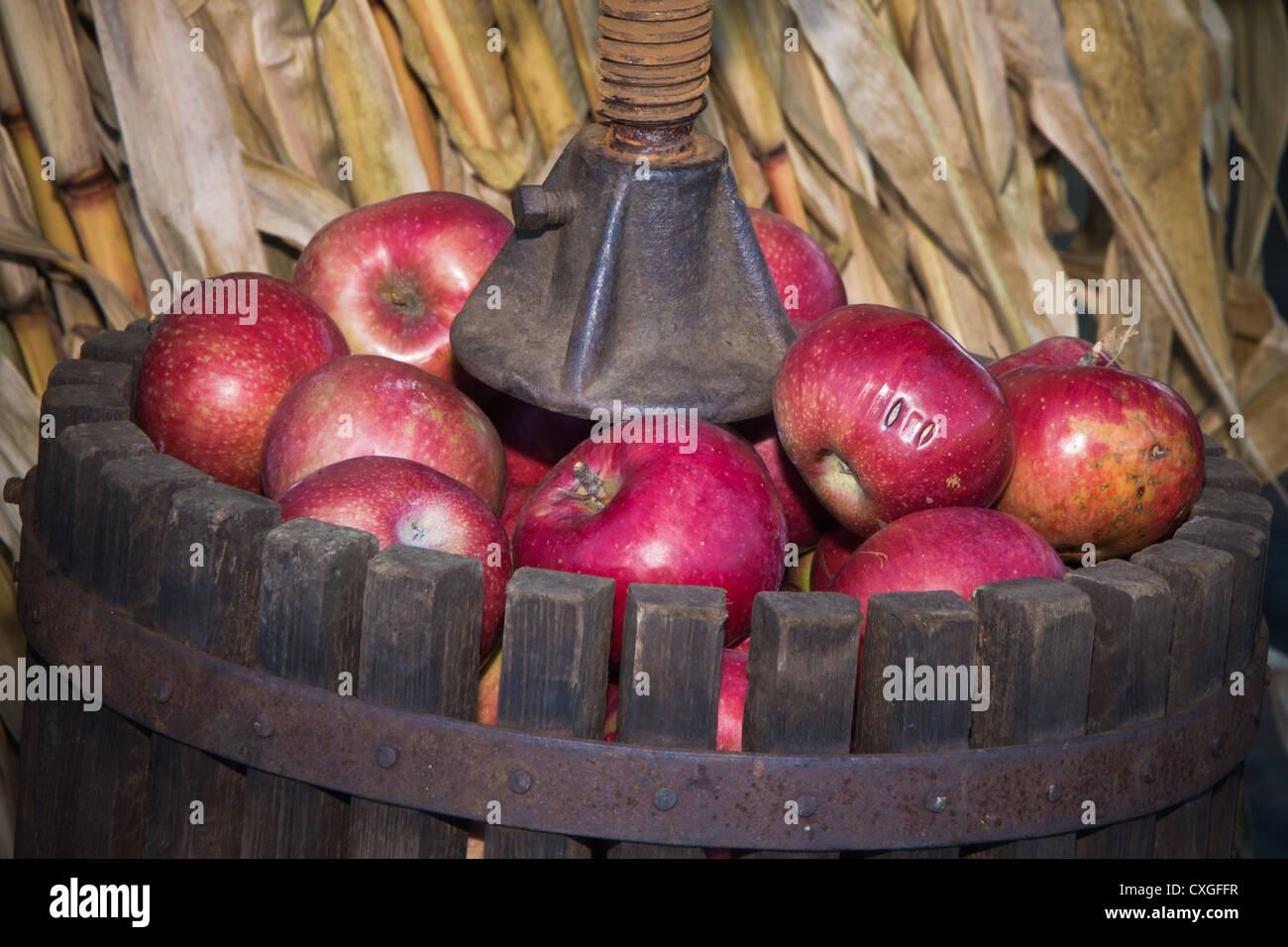 Äpfel in einer Presse Stockfoto
