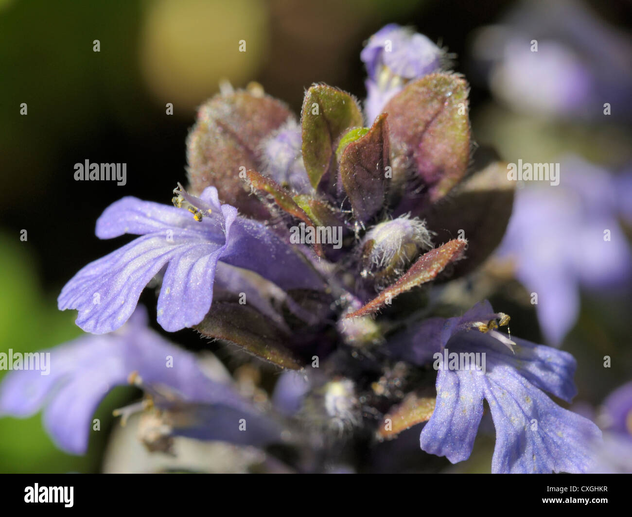 Signalhorn Blume, Ajuga reptans Stockfoto