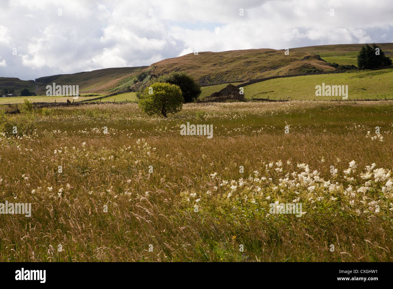 Eine späte Sommer Wilde Blumenwiese am Moor Haus Naturschutzgebiet im oberen Teesdale, County Durham Stockfoto