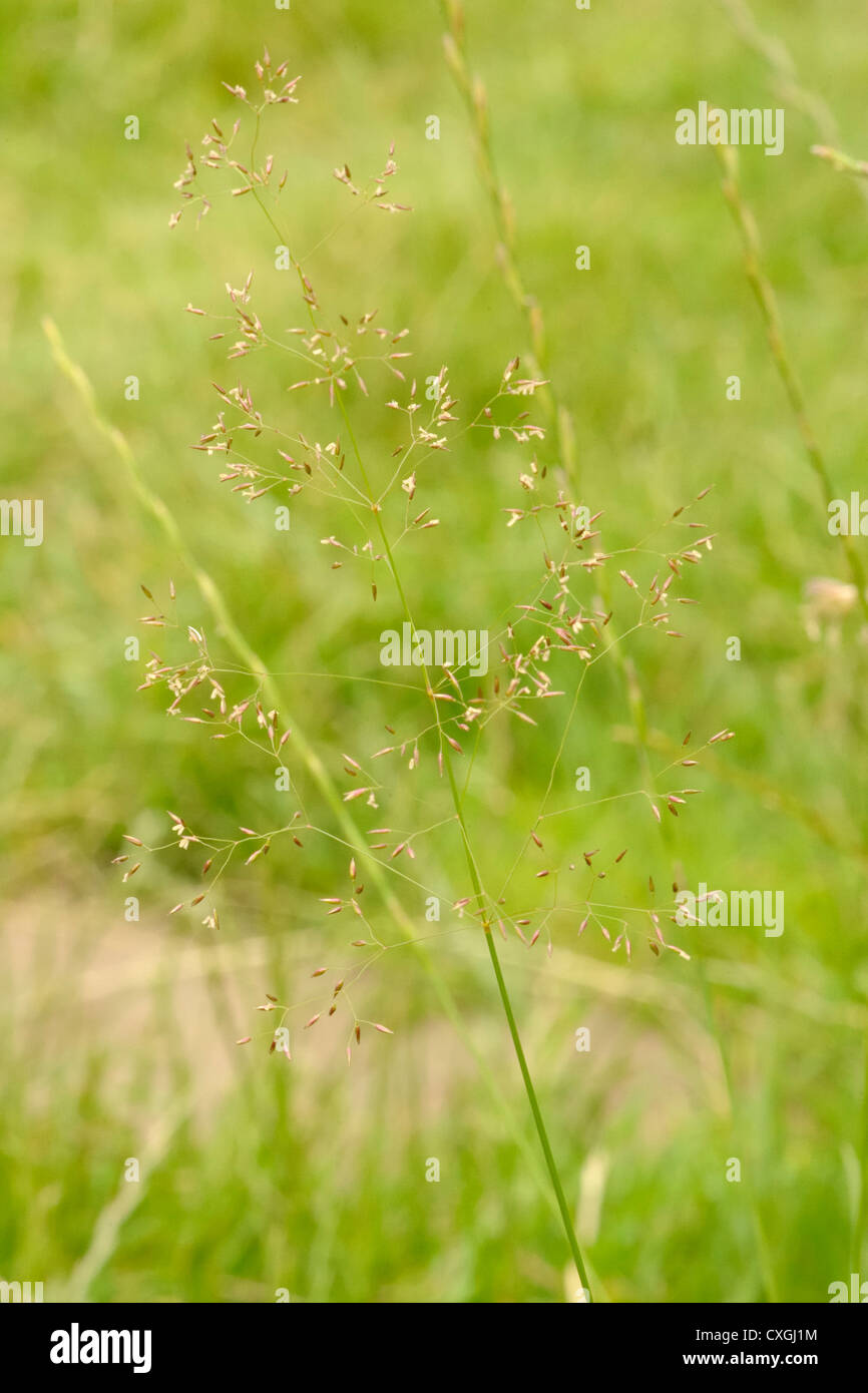 Gemeinsamen gebogen, Agrostis capillaris Stockfoto