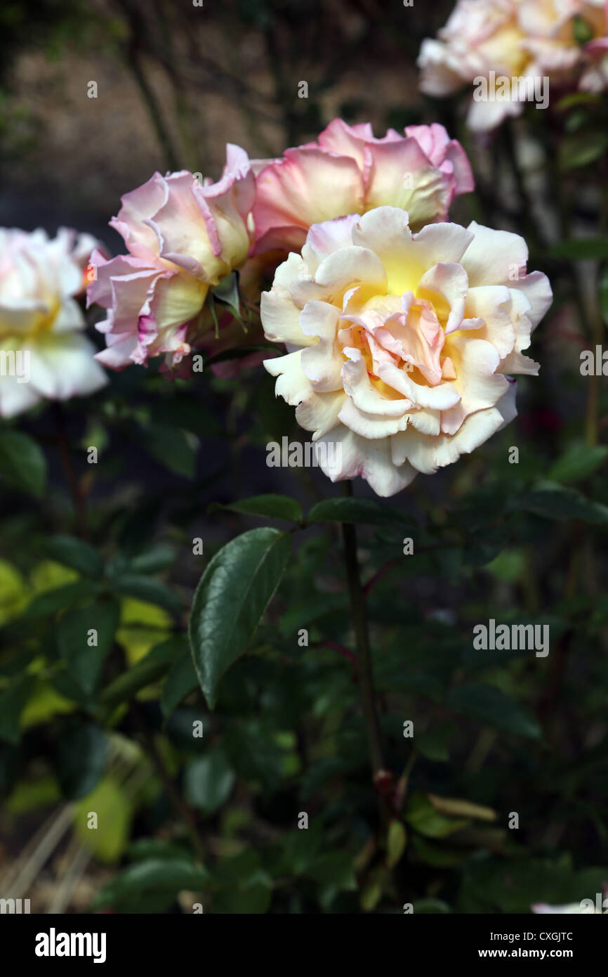 Weiße Rosen wachsen im Garten Stockfoto