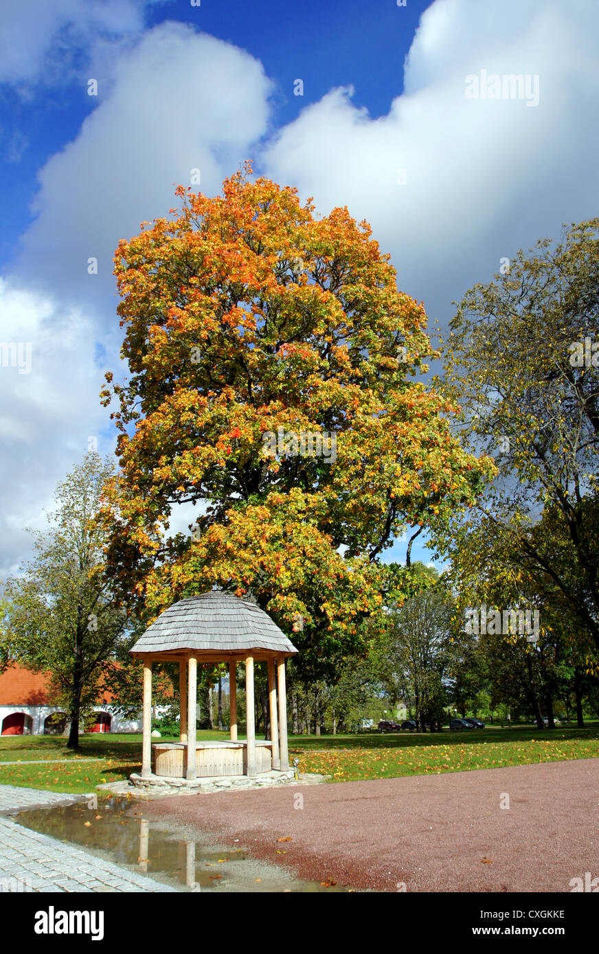 Laube auf einem Hintergrund von einem Baum Stockfoto