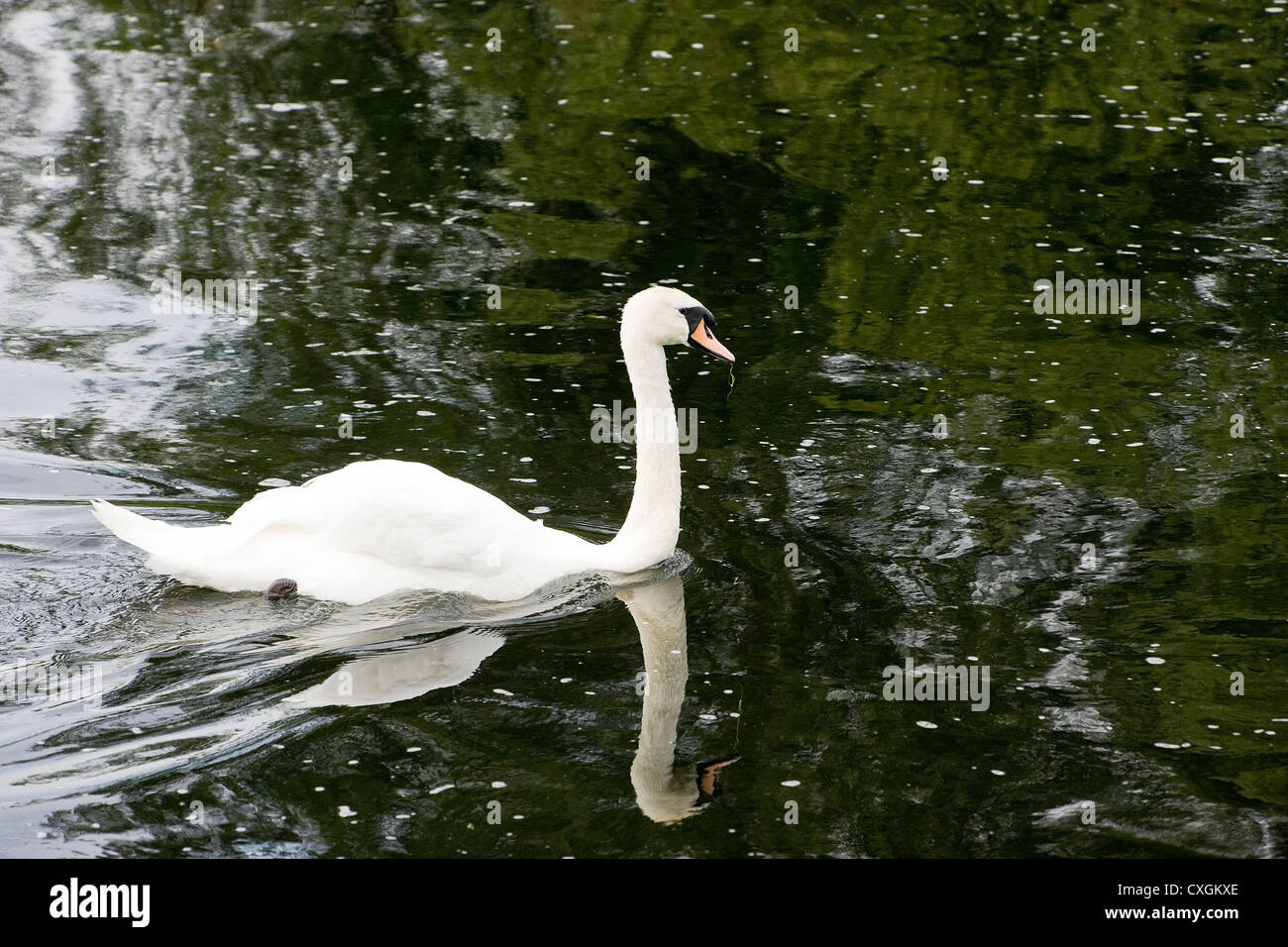 Höckerschwan schweben am Fluss im englischen Landhausstil Stockfoto