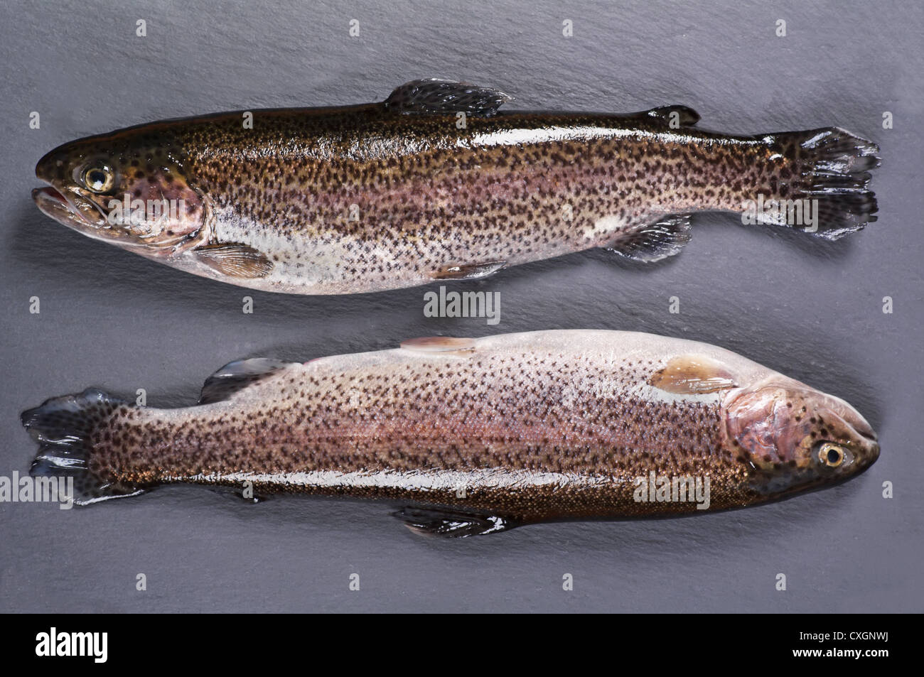 Regenbogenforellen auf einer Schiefertafel Platte Stockfoto
