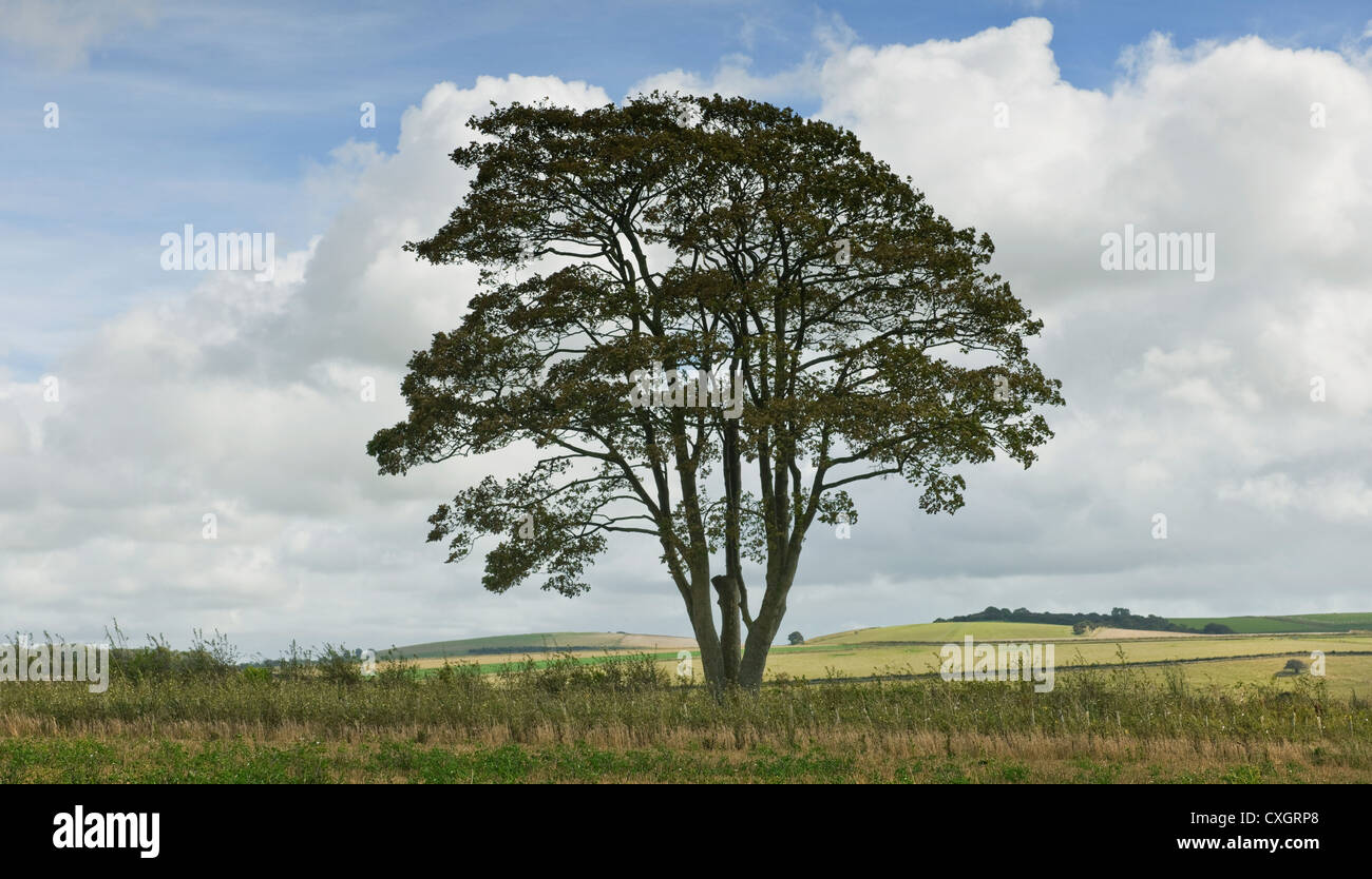 Einzelne Erle Baum in einem Feld auf der South Downs mit großen Cumulus-Wolken und blauer Himmel im Spätsommer in West Sussex England UK Stockfoto