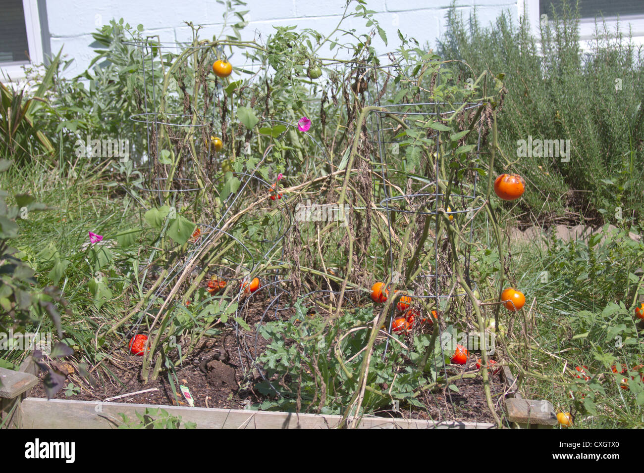 Eine vernachlässigte und krankem Gemüse- und Kräutergarten Stockfoto