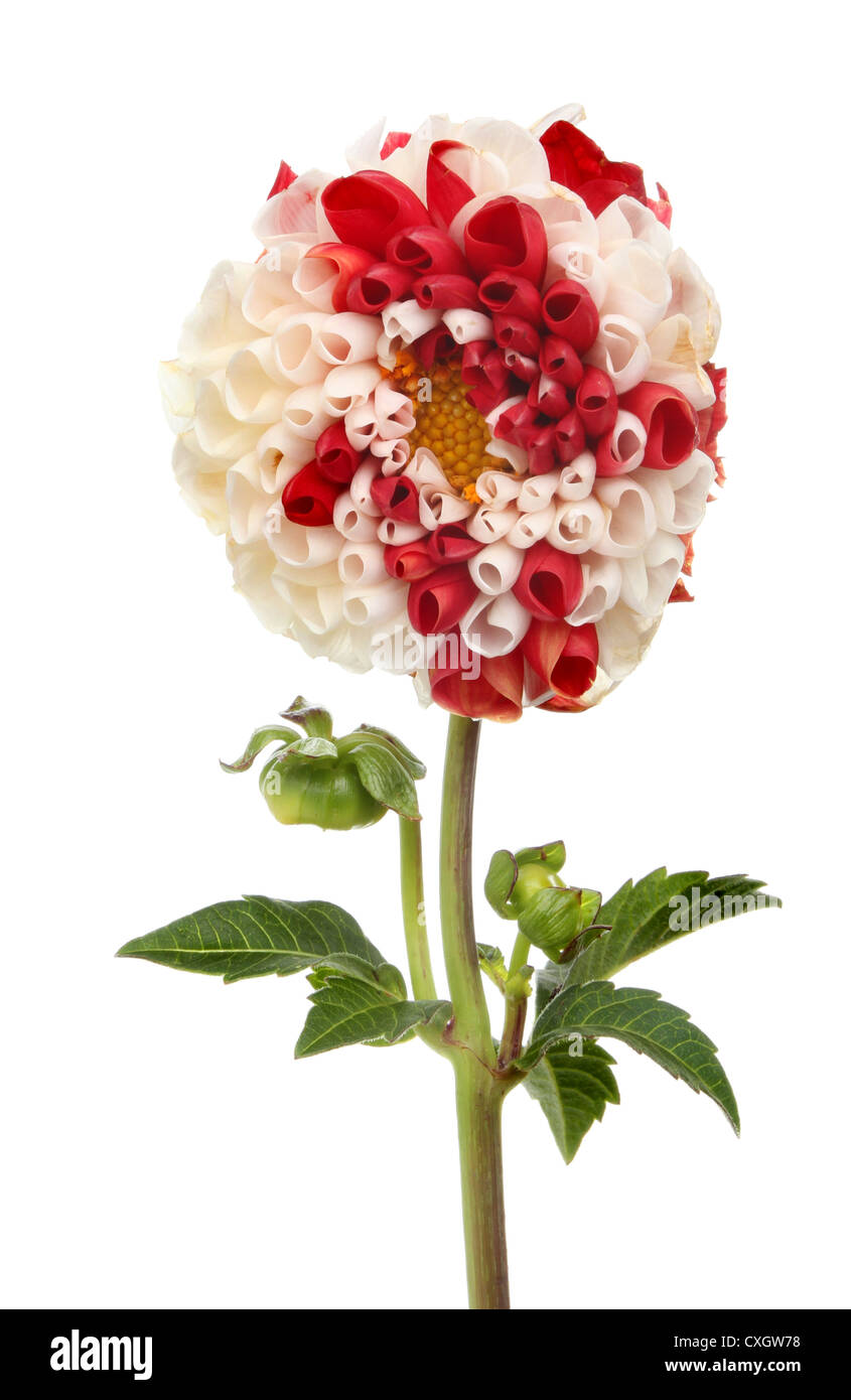 Pom Pom Dahlia Blütenknospen und Laub isoliert gegen weiß Stockfoto