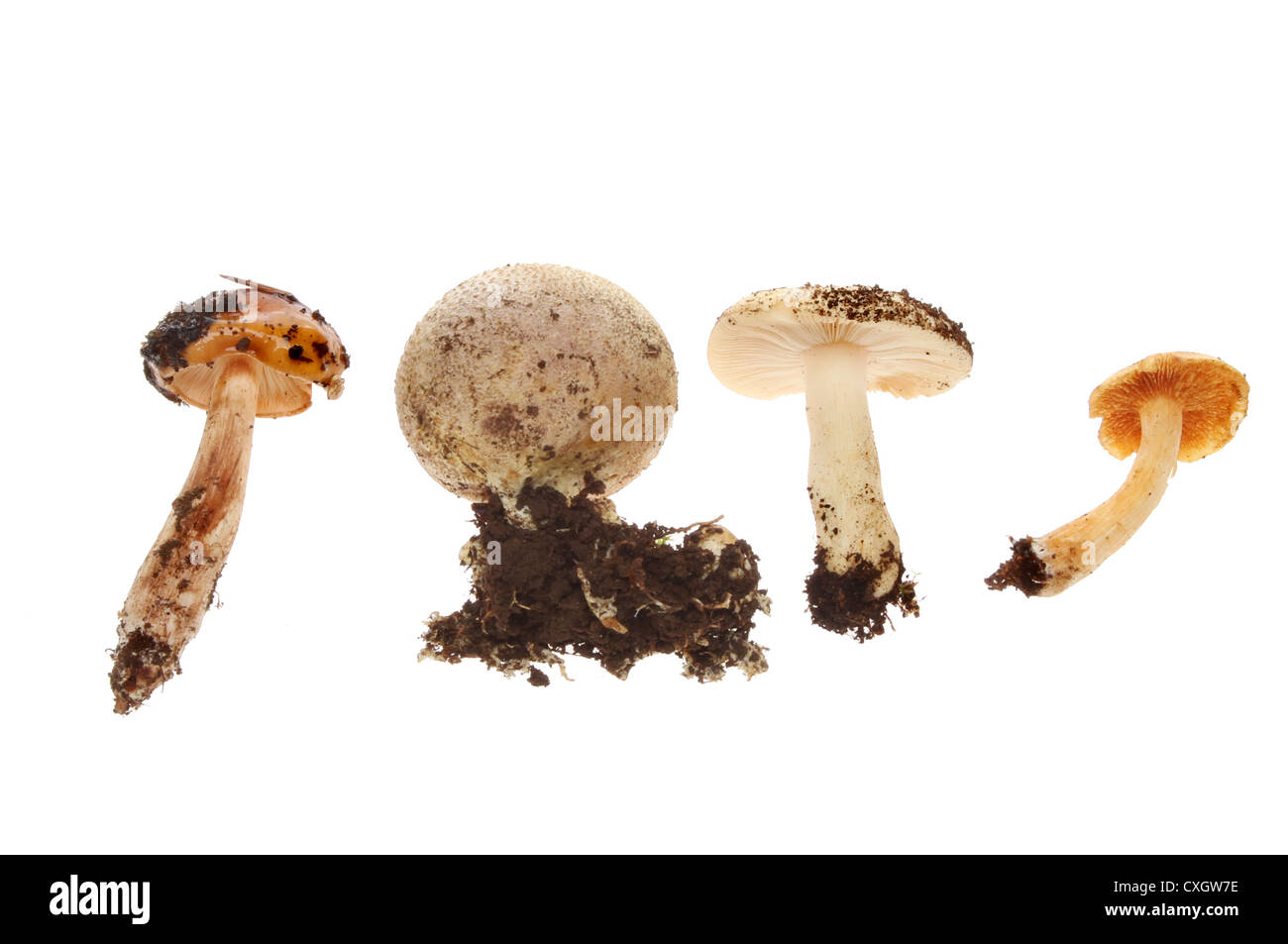 Gruppe von Pilzen isoliert gegen weiß Stockfoto