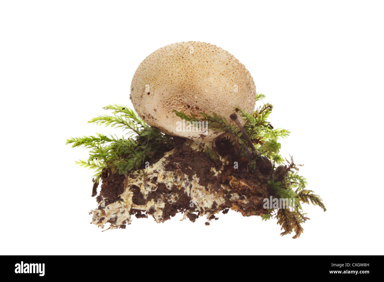 Puffball Pilze, Gasterothecium, Erde und Moos isoliert gegen weiß Stockfoto