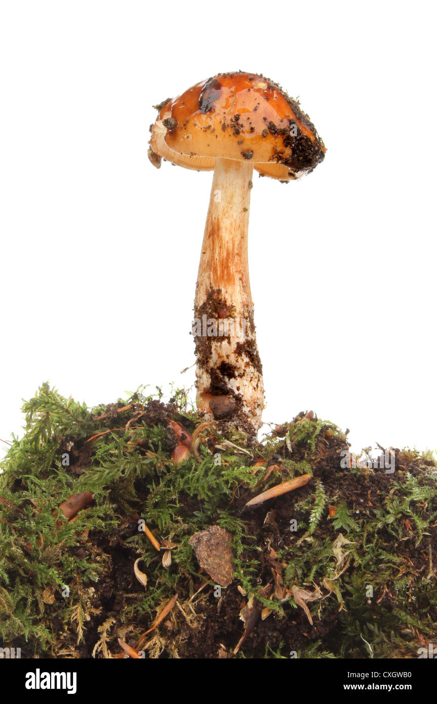 Pilz wächst in Moos und Blatt Wurf vor einem weißen Hintergrund Stockfoto