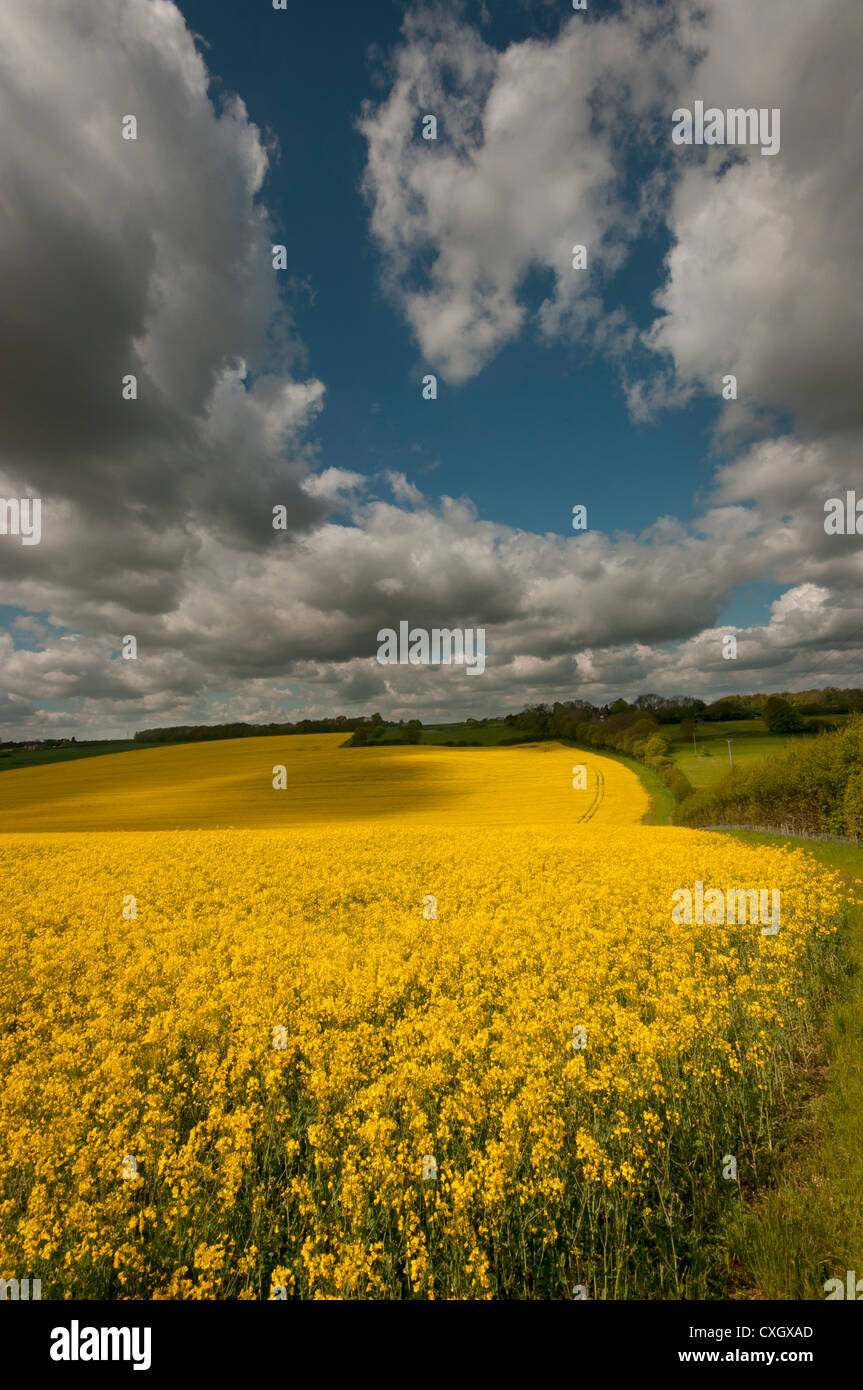 Öl Raps landwirtschaftlichen Landschaft Feld Wolke im freien trockenen Tag Sommer wachsen pflegen Landwirtschaft gelb bunte Anlage offen Ernte Stockfoto
