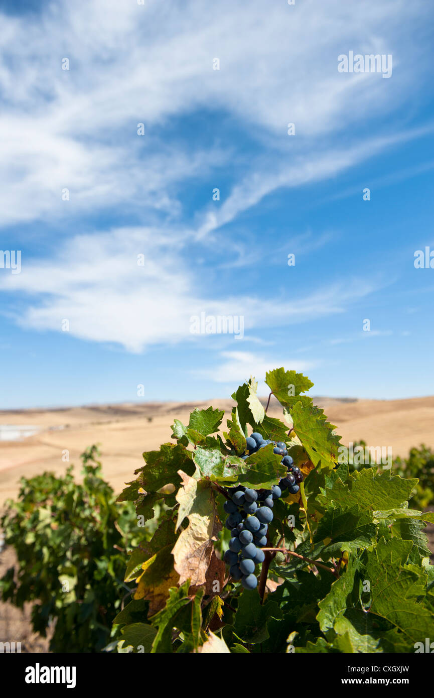 Öküzgözü (Ochsenauge) Trauben im Weinberg Ankara von der türkischen Weinproduzent Kavaklidere Stockfoto