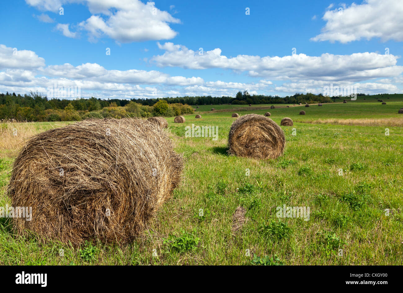 Heu auf Feld unter blauem Himmel im Sommertag Stockfoto