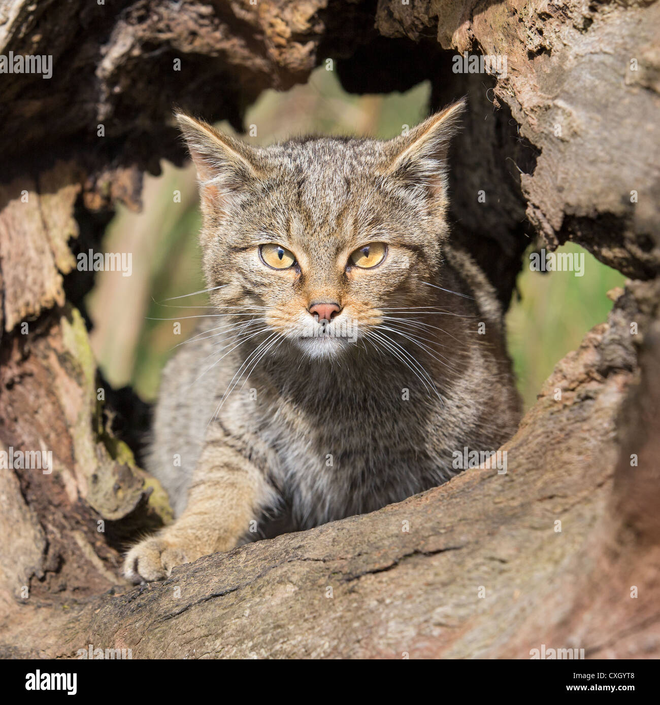 Nahaufnahme der schottische Wildkatze (Felis Silvestris) Kätzchen sitzt in einem Loch im Baumstamm Stockfoto