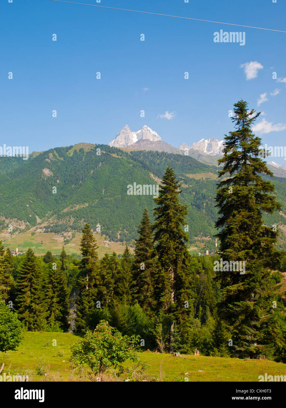 Kiefern und Schnee bedeckte Gipfeln in Swanetien Stockfoto