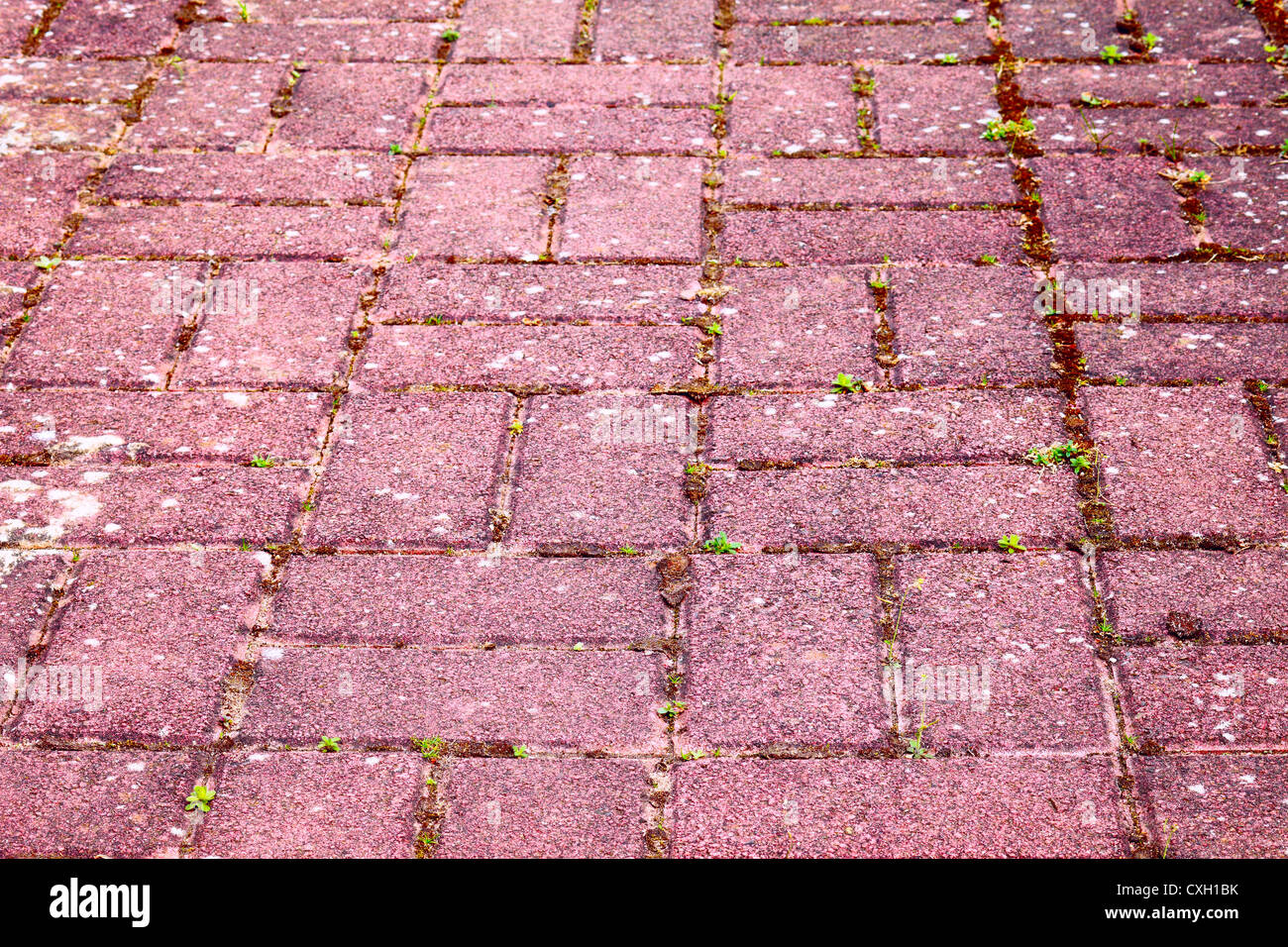 Nahaufnahme eines gepflasterten Weges mit Unkraut und Moos, Saarland / Deutschland Stockfoto