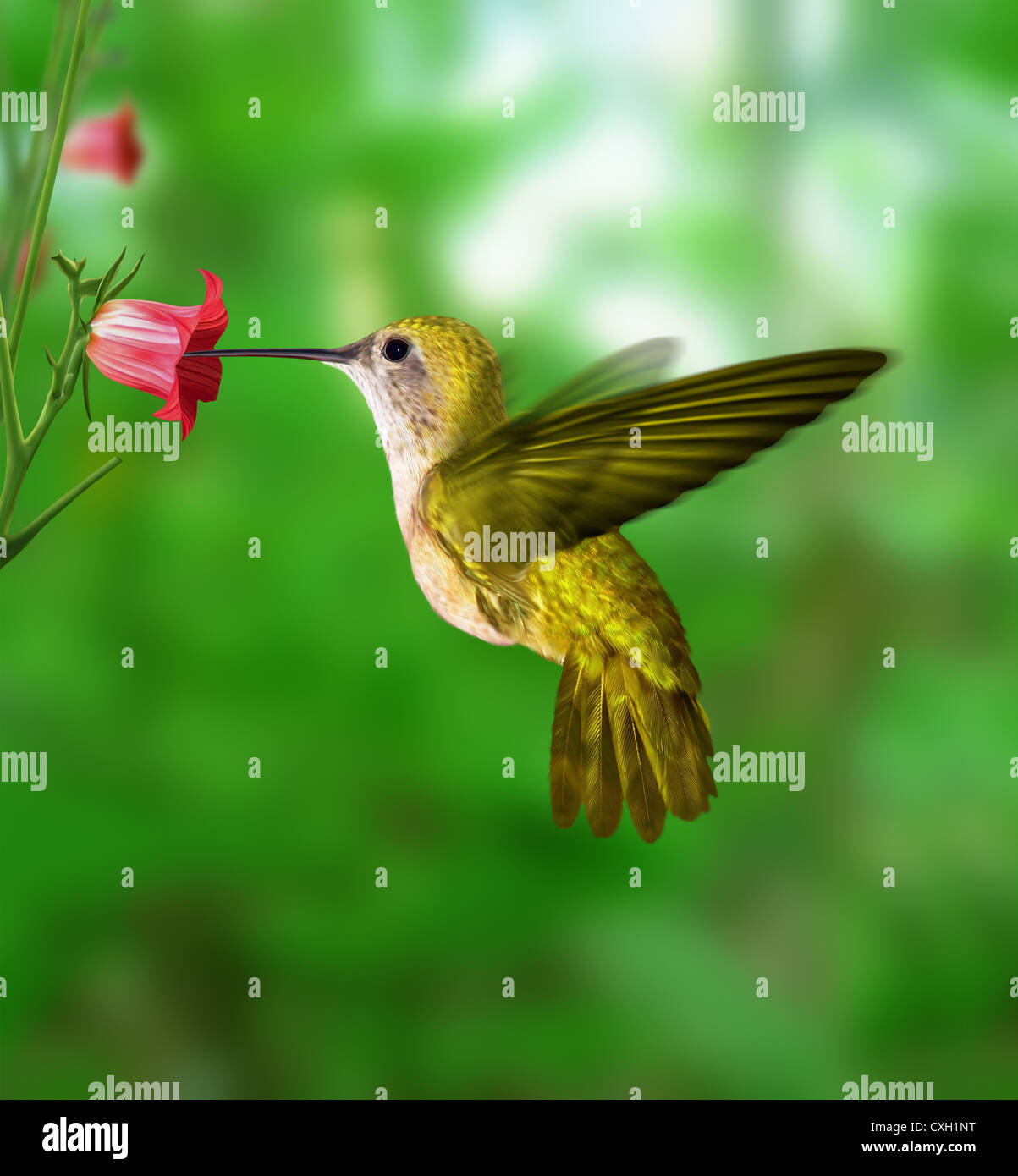 Kolibri nicht mehr in der Luft, die Fütterung von der Blume. Stockfoto