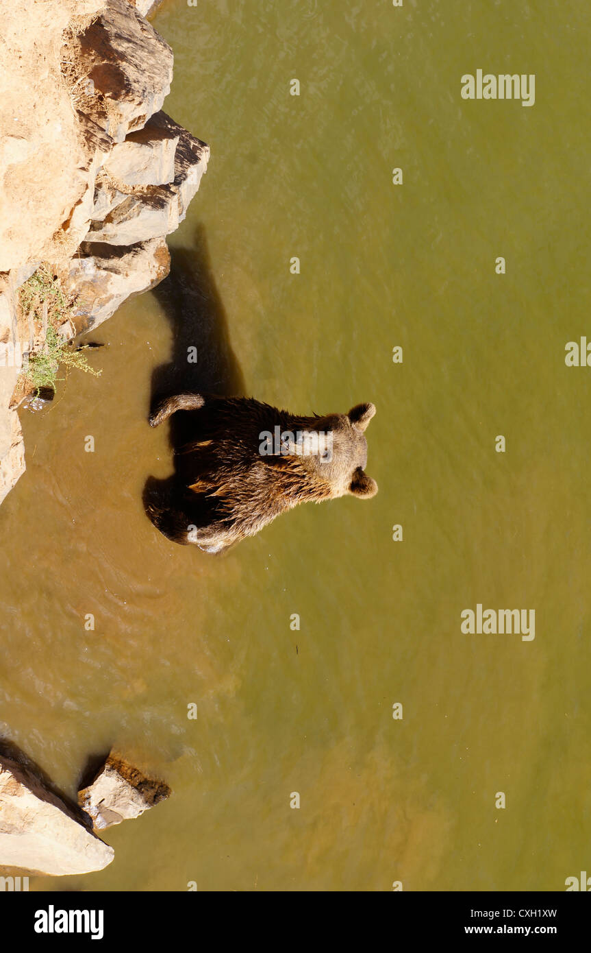 Grizzly Bär stehend im Fluss mit dem Essen im Mund mehr Essen im La Reserva Sevilla El Castillo de las Guardas Menschen fordern Stockfoto