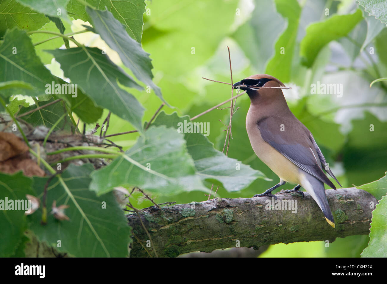 Cedar Waxwing Bird songbird mit Nestmaterial Stockfoto