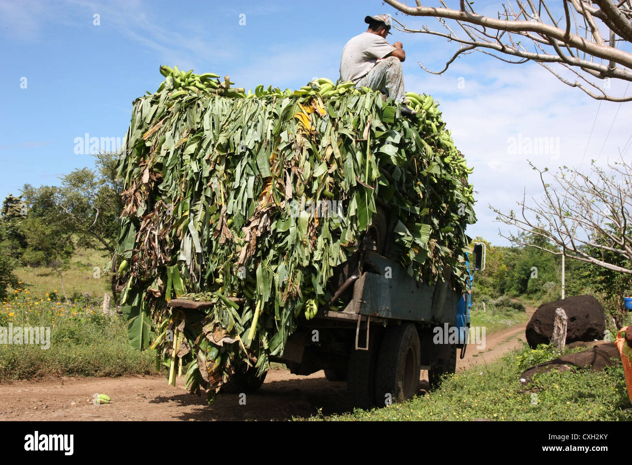 Plantagenarbeiter binden Banane Pflanze auf LKW auf der Insel Ometepe Nicaragua Stockfoto