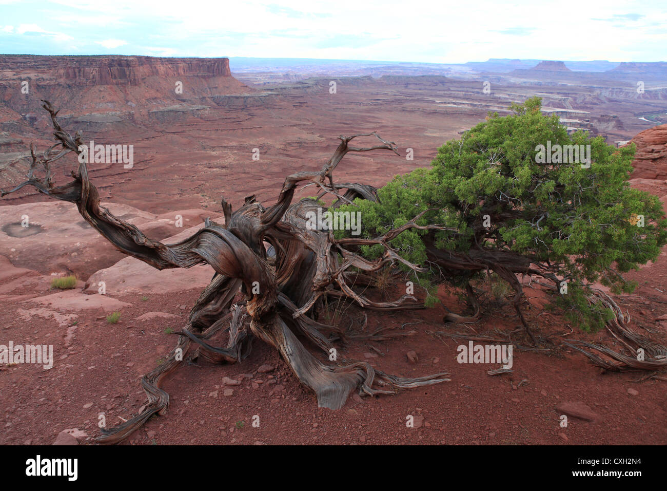 Krummen einsam Pinyon-Kiefer im Canyonlands National Park, Utah, USA Stockfoto