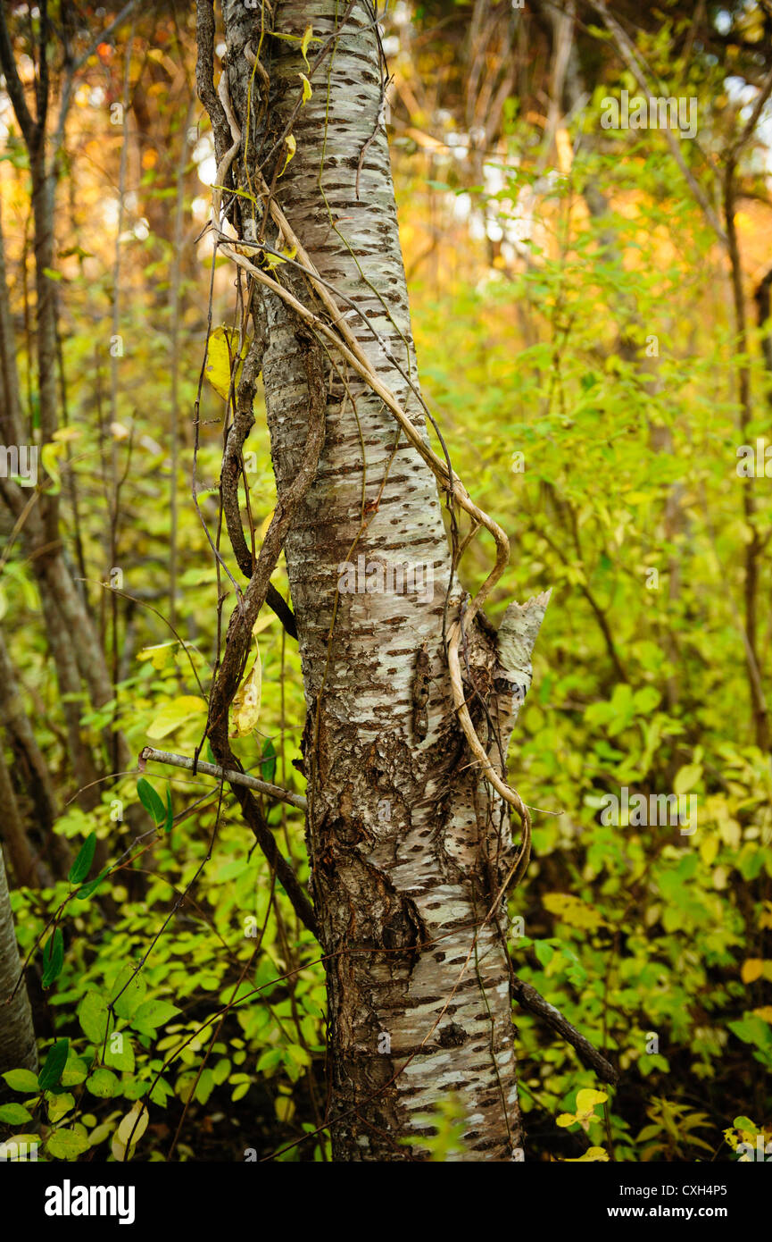 Nahaufnahme von knorrigen Baum in waldgrün, gelbe Blätter, goldenen Herbst Licht Filtern in Textfreiraum. Yarmouth Port Cape Cod MA Stockfoto