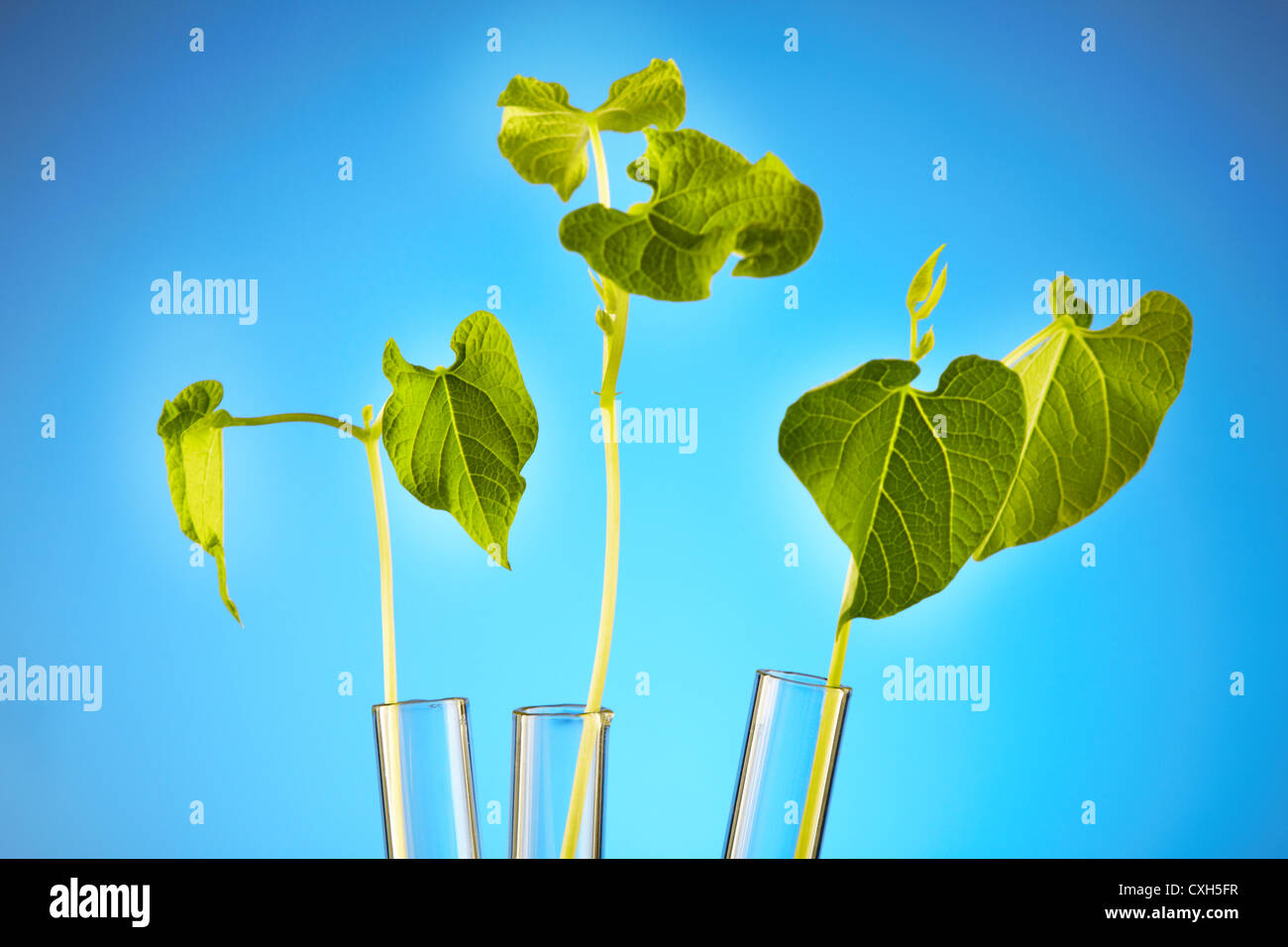 Pflanzen im Reagenzglas Stockfoto
