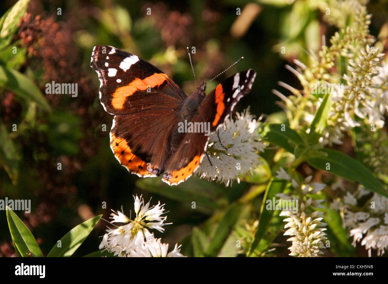 Schmetterling auf Blume Stockfoto