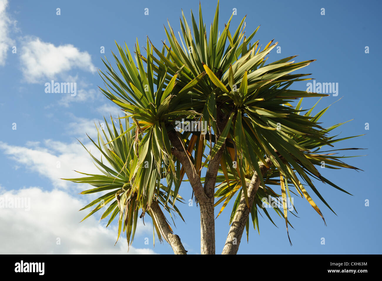 Palm Tree vor blauem Himmel Stockfoto