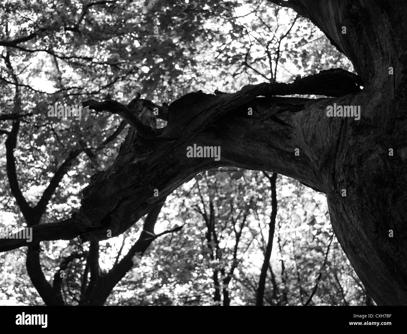 Künstlerische monochromes Bild eines Baumes Stockfoto