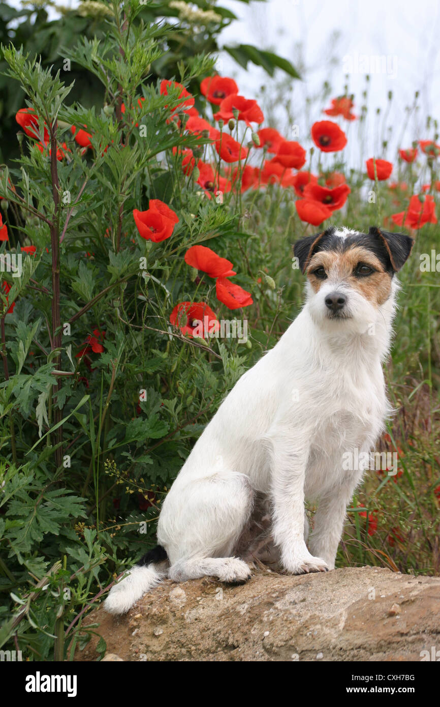 Parson Russell Terrier Stockfoto