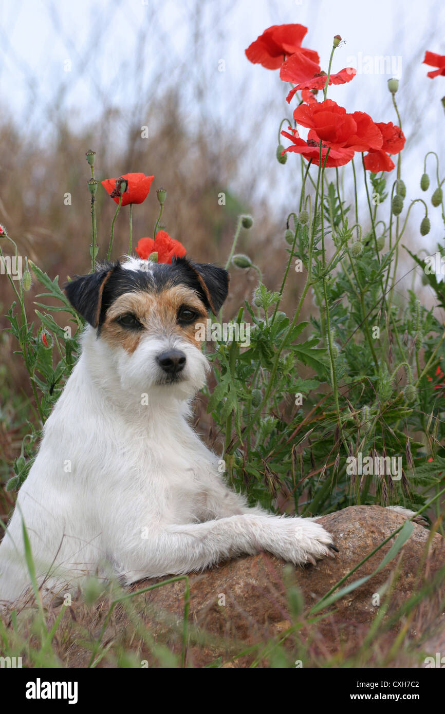 Parson Russell Terrier Stockfoto