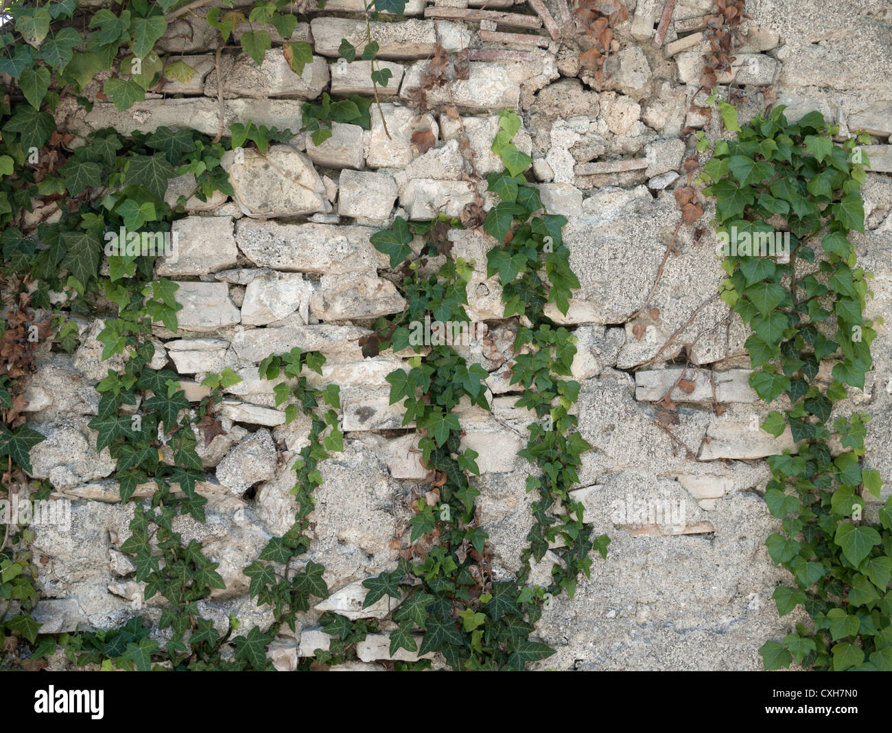 Hedera-sp, Efeu, Stockfoto