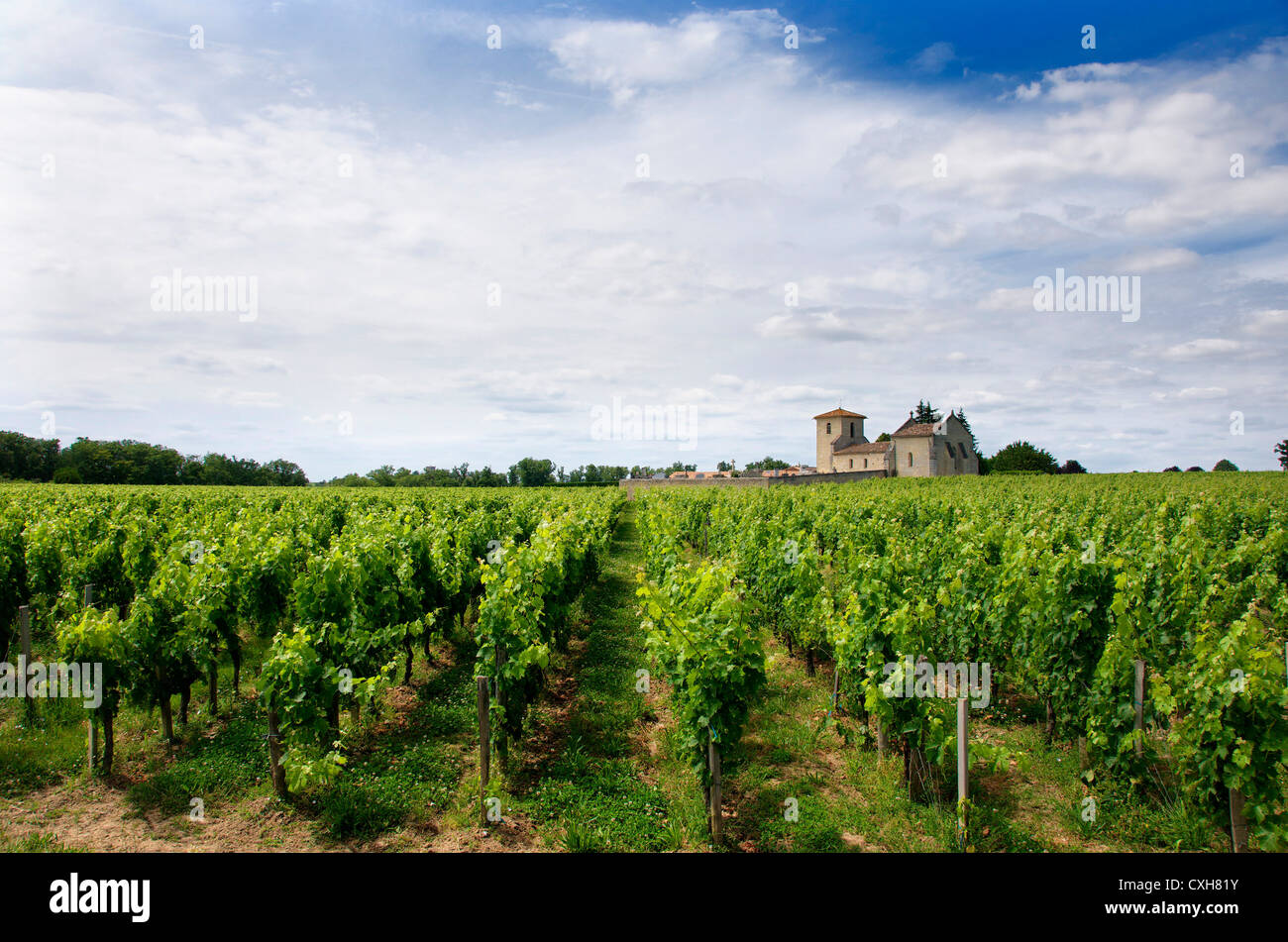 Weinberg von Saint-Emilion, Gironde, Aquitanien, Frankreich, Europa Stockfoto