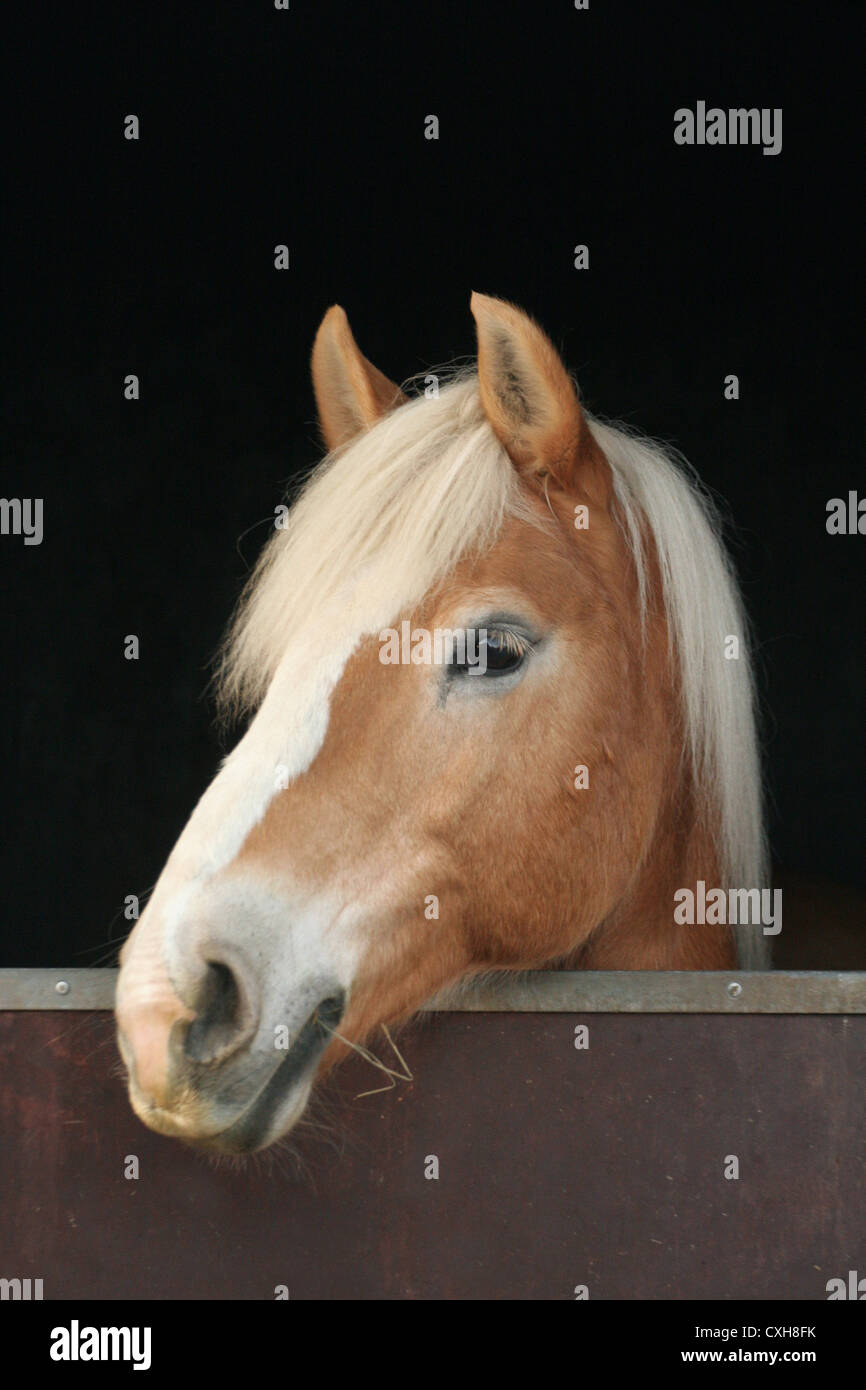 Haflinger Pferd in box Stockfoto