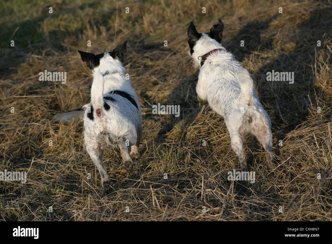 Jack Russell Terrier laufen Stockfoto