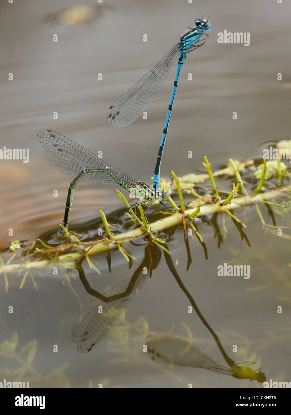 Gekoppelten Azure Libellen Coenagrion Puella, das Weibchen ist ei-Verlegung (Legeverhalten) Stockfoto