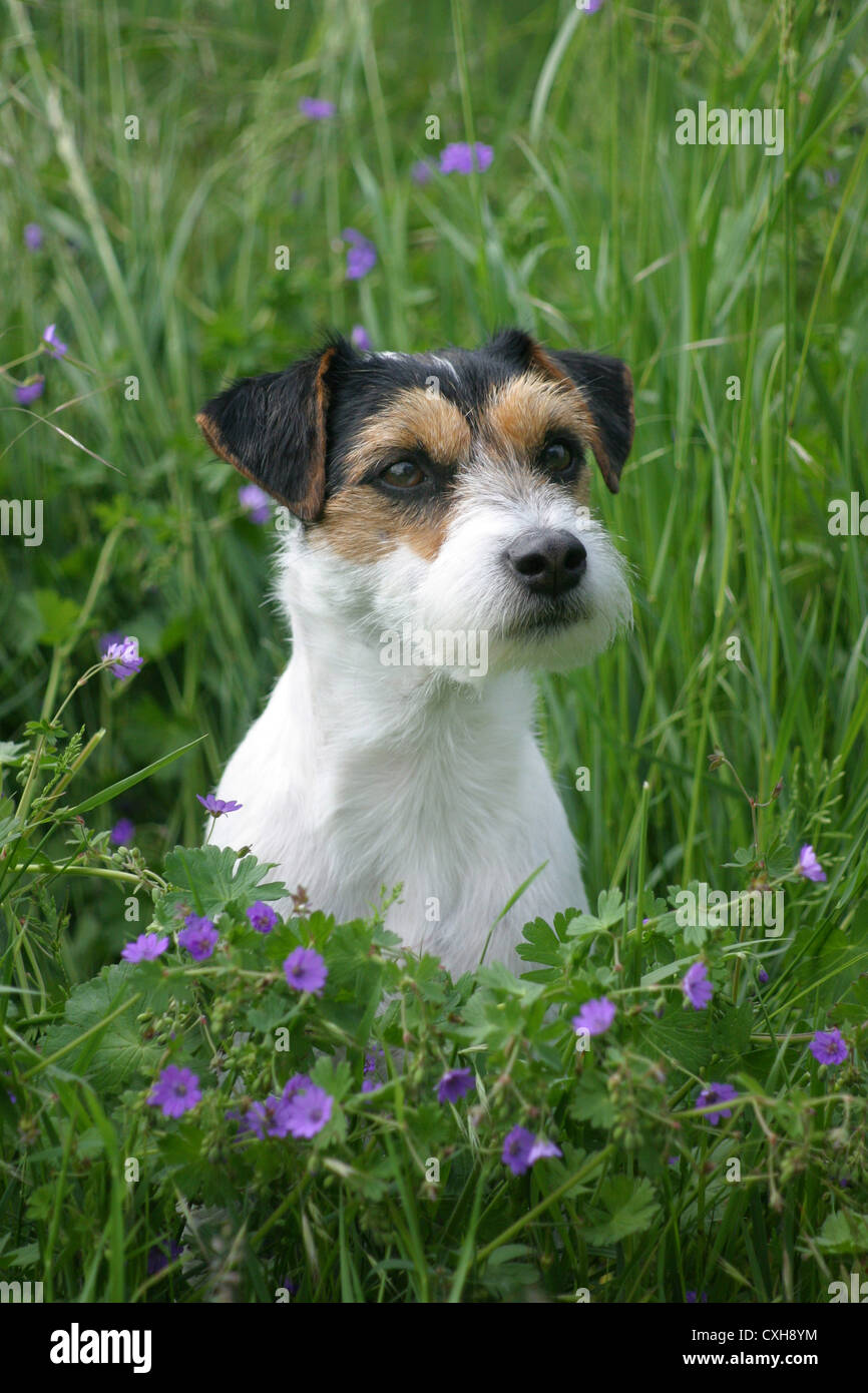 Parson Russell Terrier Portrait Stockfoto