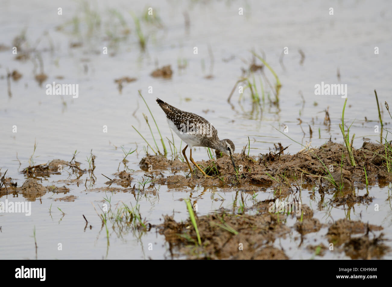 schöne Bruchwasserläufer (Tringa Glareola) in Paddyfields Bereich Stockfoto